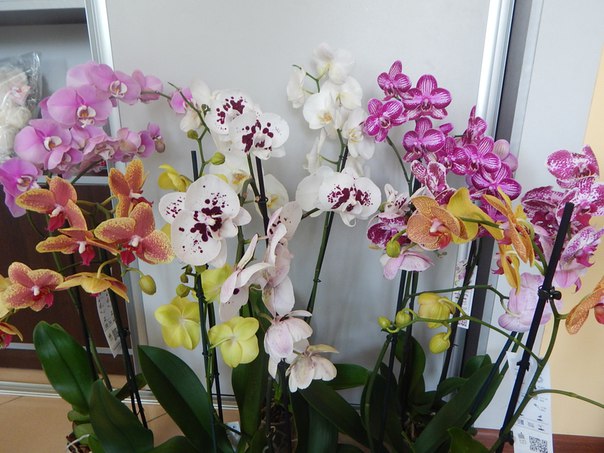 Орхидеи в ассортименте